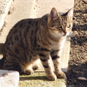 Photo de Chat domestique