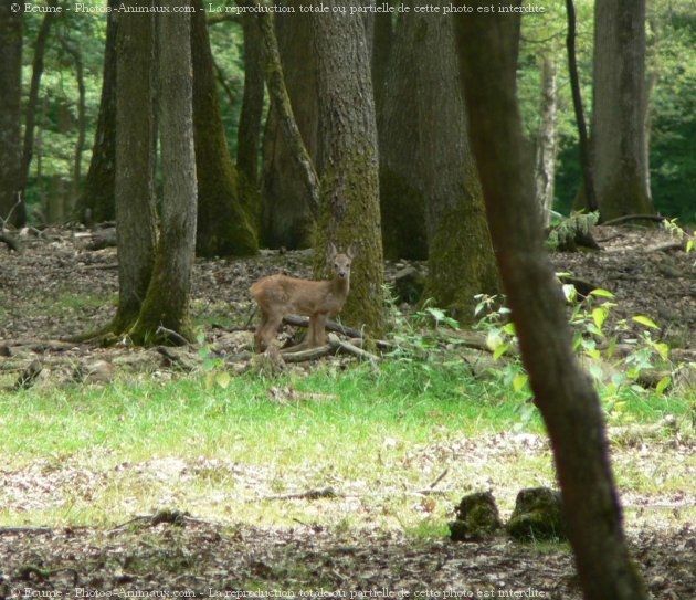 Photo de Chevreuil