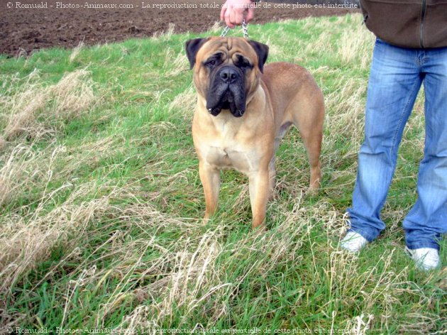 Photo de Bullmastiff