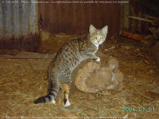 Photo de Chat domestique