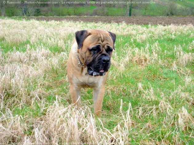 Photo de Bullmastiff