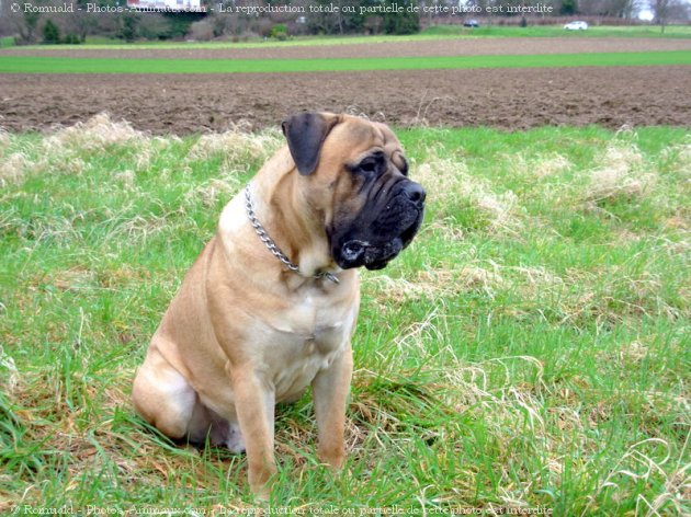 Photo de Bullmastiff