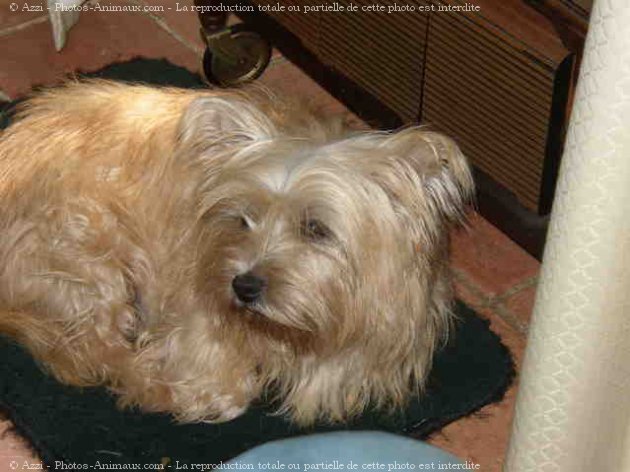 Photo de Cairn terrier