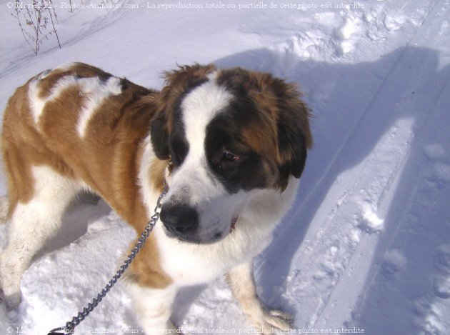 Photo de Saint-bernard poil long