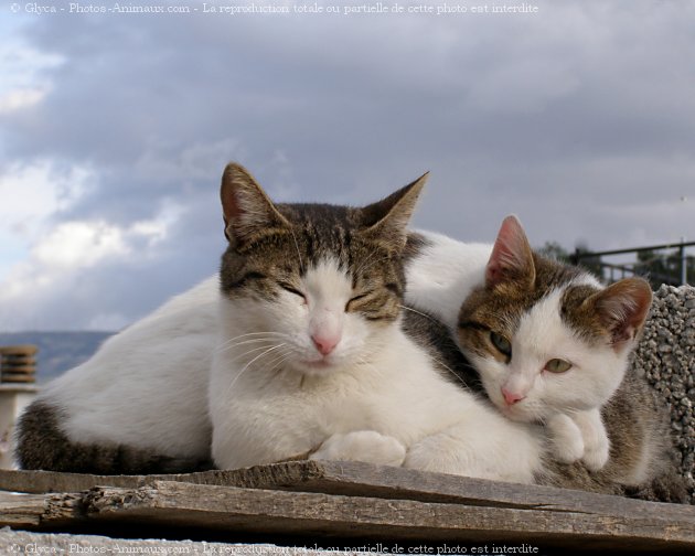 Photo de Chat domestique