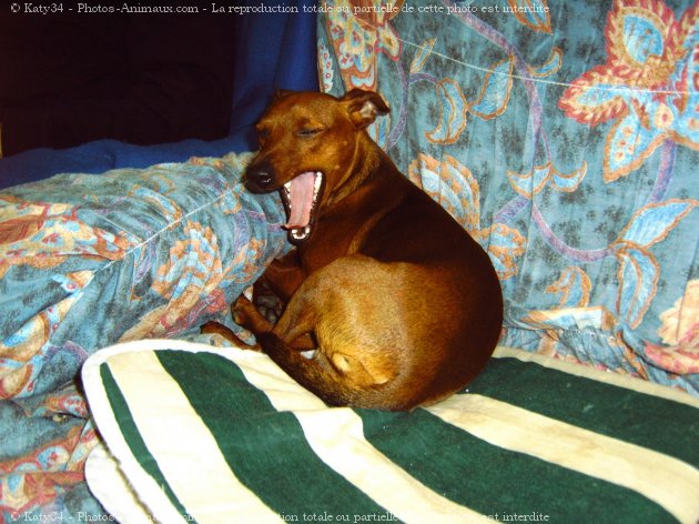 Photo de Pinscher nain