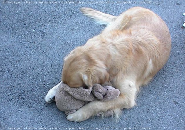 Photo de Golden retriever