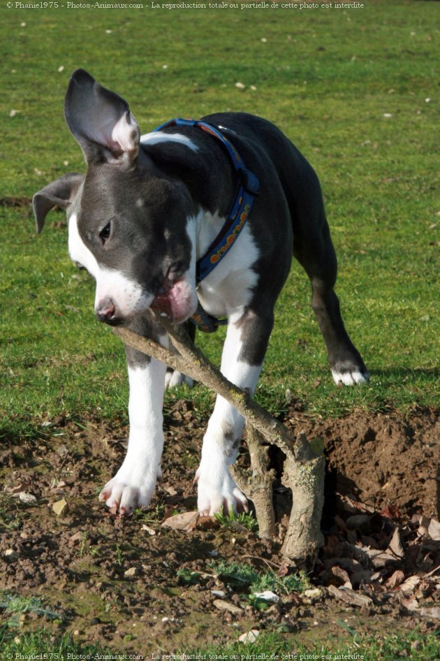 Photo d'American staffordshire terrier