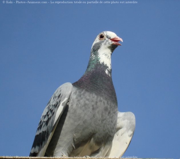 Photo de Pigeon