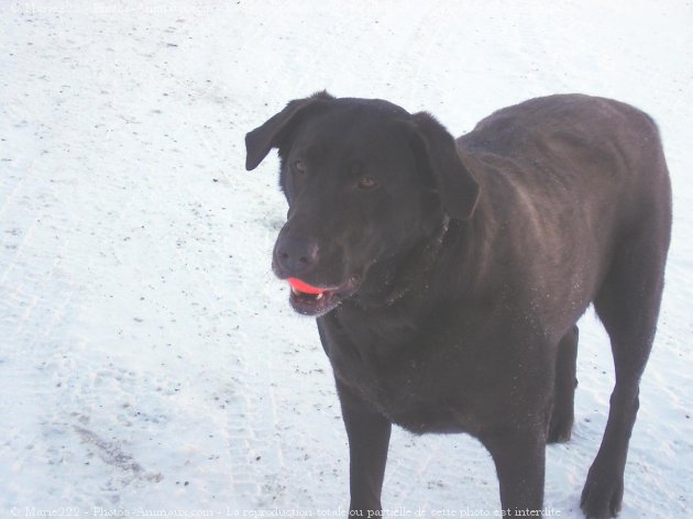 Photo de Labrador retriever