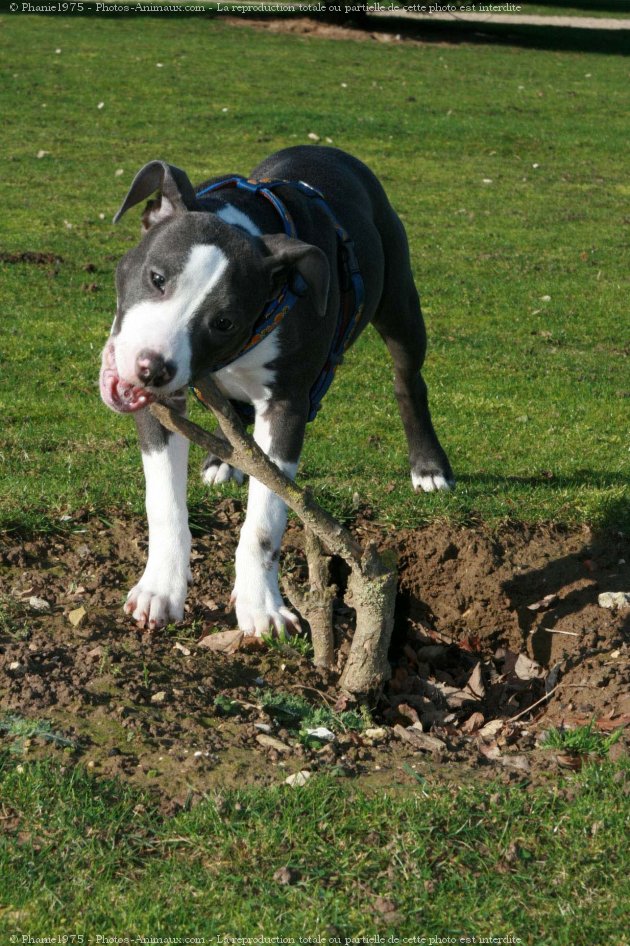 Photo d'American staffordshire terrier