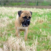 Photo de Bullmastiff