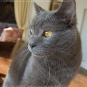 Photo de Chartreux