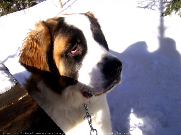 Photo de Saint-bernard poil long