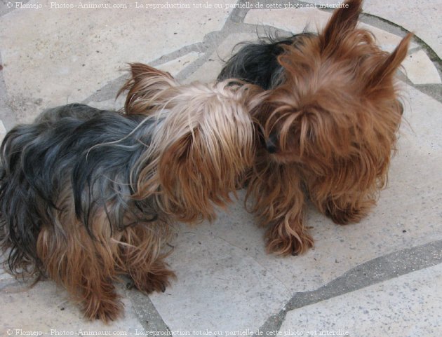 Photo de Yorkshire terrier