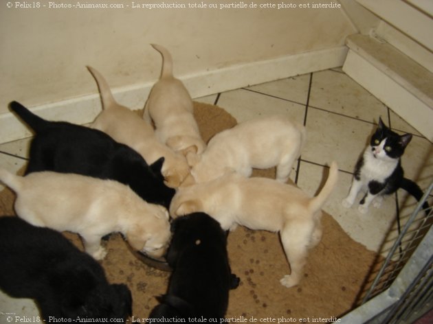 Photo de Labrador retriever