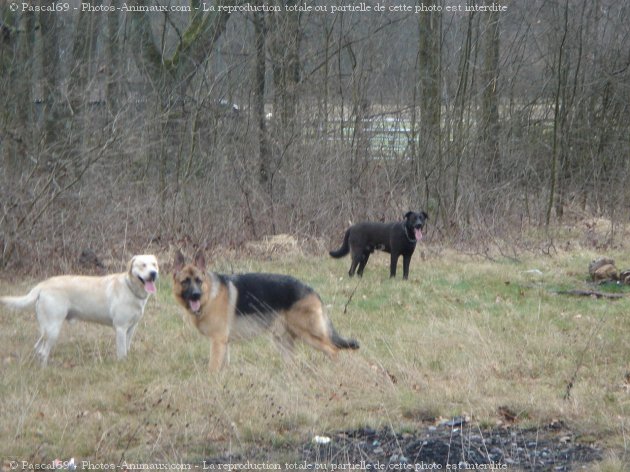 Photo de Berger allemand  poil court