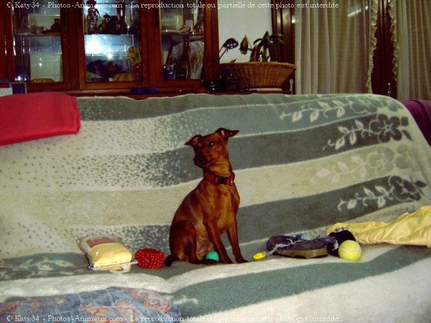 Photo de Pinscher nain