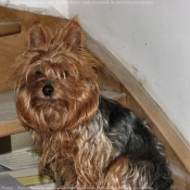 Photo de Yorkshire terrier