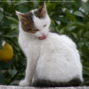 Photo de Chat domestique