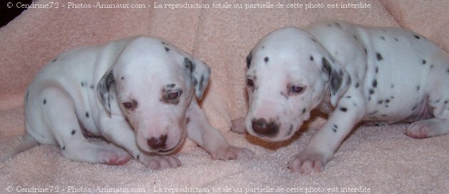 Photo de Dalmatien