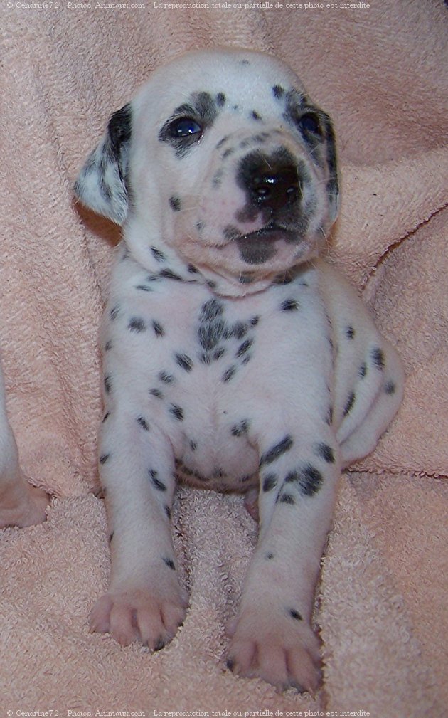 Photo de Dalmatien