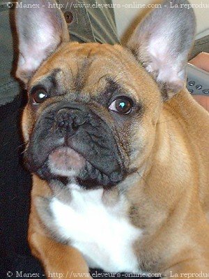 Photo de Bouledogue franais