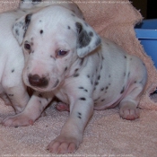 Photo de Dalmatien