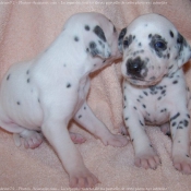 Photo de Dalmatien