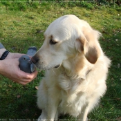 Photo de Golden retriever