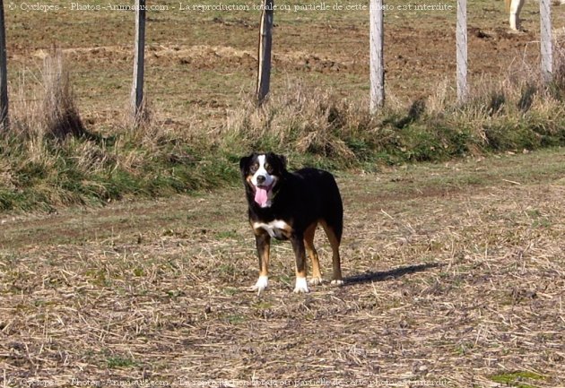 Photo de Bouvier de l'appenzell