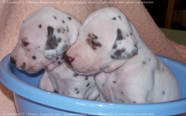 Photo de Dalmatien