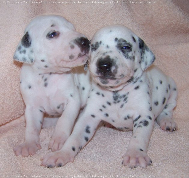 Photo de Dalmatien