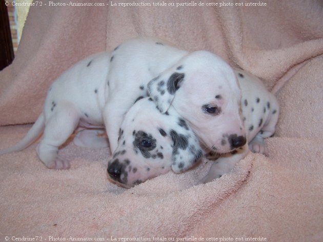 Photo de Dalmatien