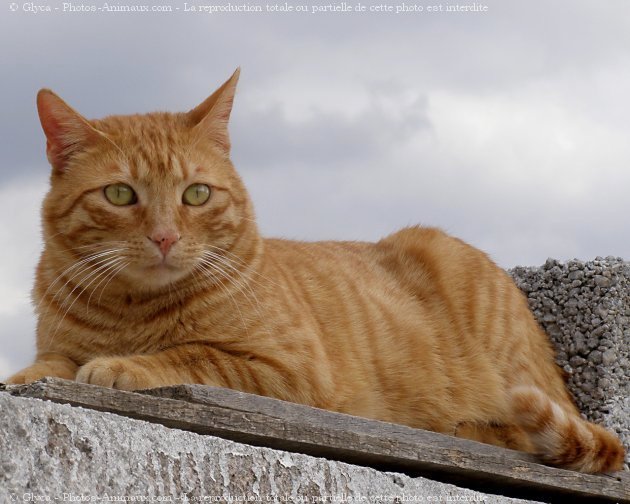 Photo de Chat domestique