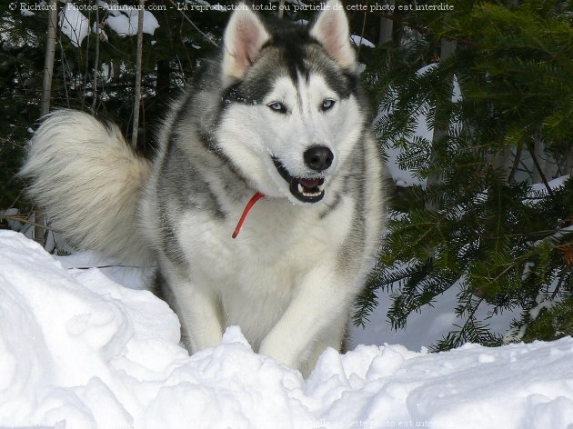 Photo de Husky siberien