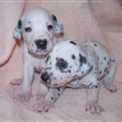 Photo de Dalmatien