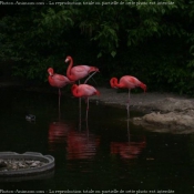 Photo de Flamand rose