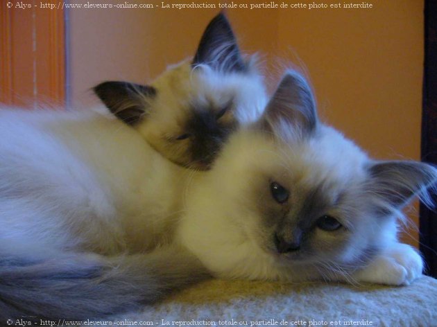 Photo de Sacr de birmanie