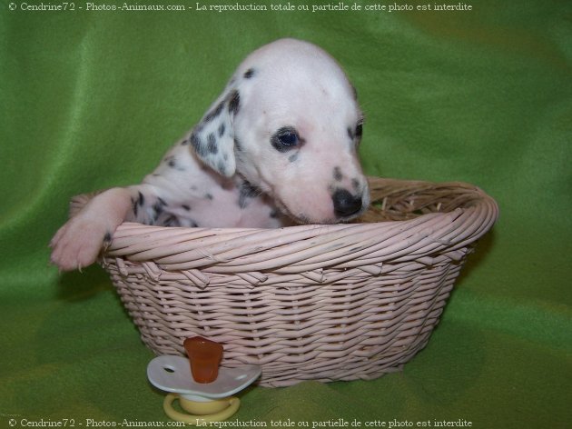 Photo de Dalmatien