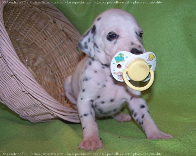 Photo de Dalmatien