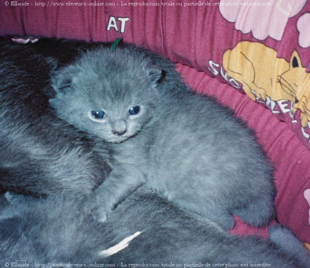 Photo de Chartreux