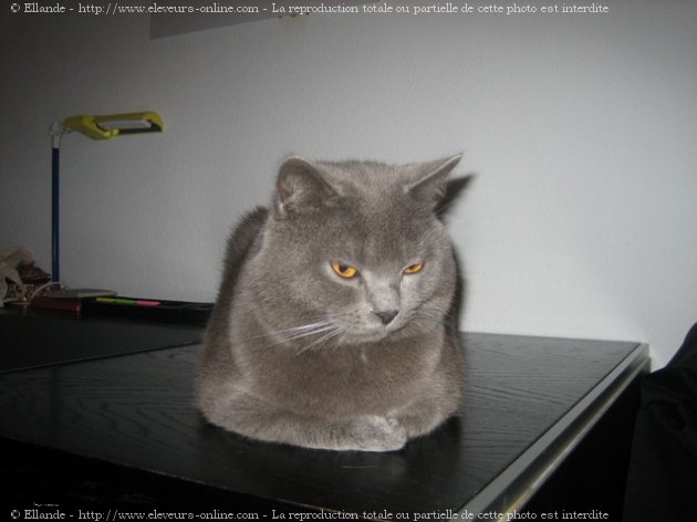 Photo de Chartreux