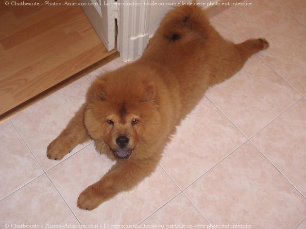 Photo de Chow chow