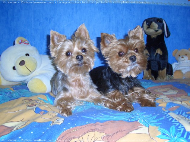 Photo de Yorkshire terrier