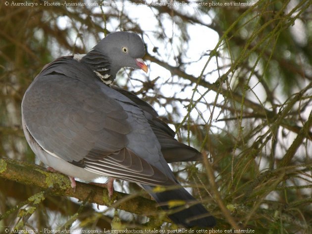 Photo de Pigeon