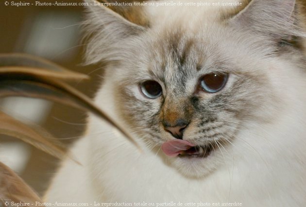 Photo de Sacr de birmanie