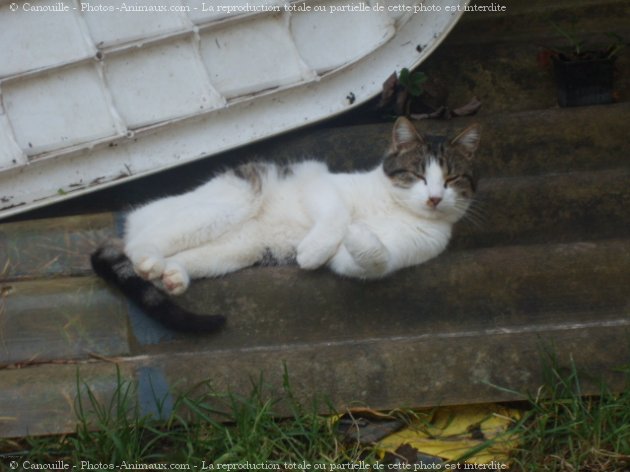 Photo de Chat domestique