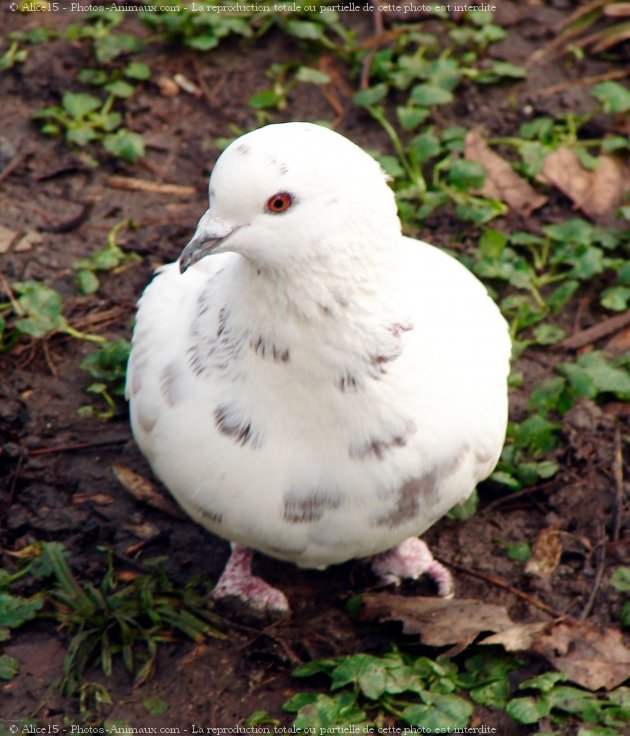 Photo de Pigeon