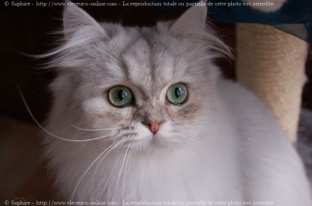 Photo de British longhair